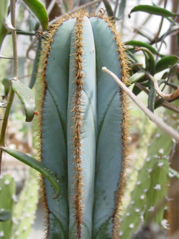 Pilosocereus_magnificus_3